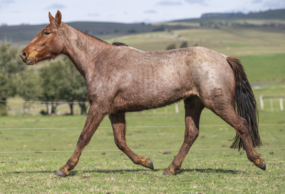 Lote CORAJUDA DEL CEIBAL