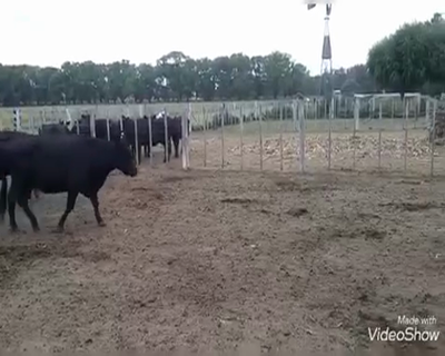 Lote 30 Vacas nuevas C/ cria en Gral. Belgrano, Buenos Aires