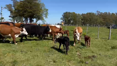 Lote (Vendido)42 Piezas de cría Her y XX en Puntas de Chamizo