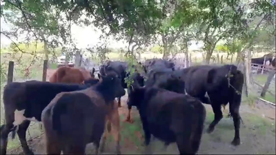 Lote 12 Piezas de Cría de Gonzalo Sangenis