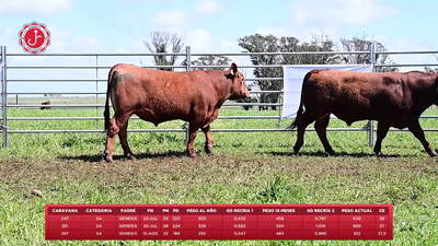 Lote 3 Toros, Tacuarembó