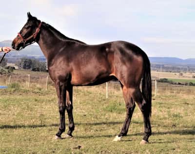 Lote HIGHNESS GLORY