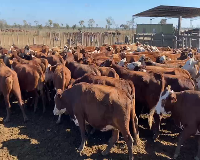 Lote 155 Vacas nuevas C/ gtia de preñez en Santiago del Estero, Bandera