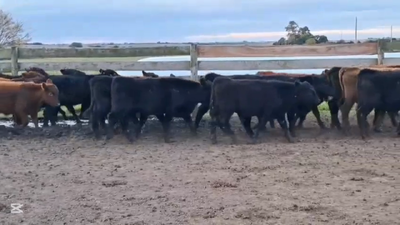 Lote TERNEROS