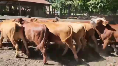 Lote 25 Novillo Engorda en Los Lagos, XIV Región Los Ríos