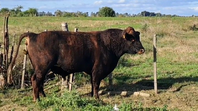 Lote TORO