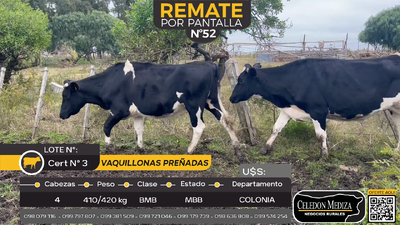 Lote 4 Vaquillonas preñadas en Otra Localidad, Colonia