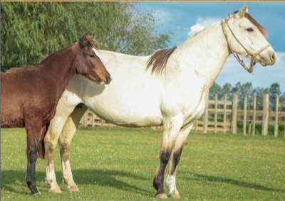 Lote CONSTANCIA DE LA LLANURA