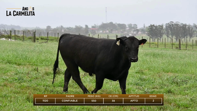 Lote Rp 1120 - Angus La Carmelita