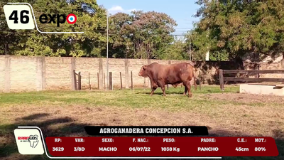 Lote LOTE 46