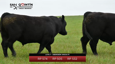 Lote Aberdeen Angus PI