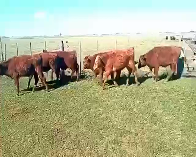 Lote 19 Terneros en Pueblo Italiano, Córdoba