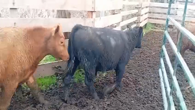 Lote 50 Novillo Engorda en Osorno, X Región Los Lagos