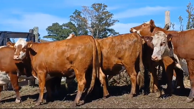 Lote VACAS ENTORADAS