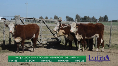 Lote VAQUILLONAS HS POLLED HEREFORD DE 2 AÑOS
