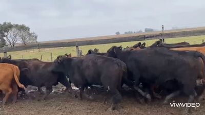 Lote 55 Vacas nuevas C/ gtia de preñez en Castelli, Buenos Aires