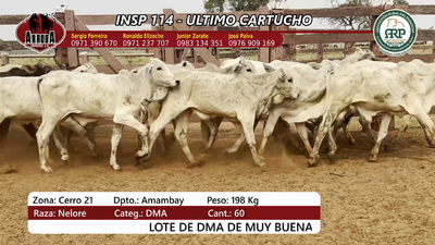 Lote Insp 114