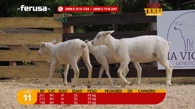 Lote Lote 11