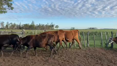 Lote 63 Vacas de invernar en Ituzaingó, Corrientes