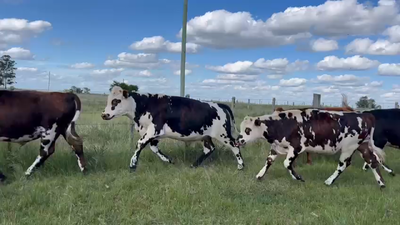 Lote NOVILLOS 1 a 2 AÑOS