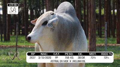 Lote LOTE 69