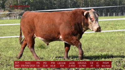 Lote Brete 17 - Hereford