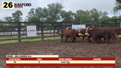 Lote LOTE 26