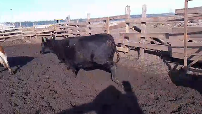 Lote 20 Vaquilla Gorda en Cabrero, VIII Región Biobío