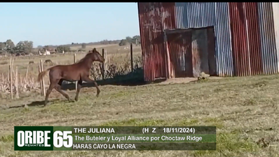 Lote Lote 65