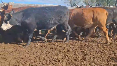 Lote NOVILLOS 2 A 3