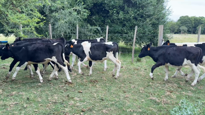 Lote TERNEROS