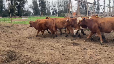 Lote 24 Vaquilla Engorda en Talagante, Región Metropolitana