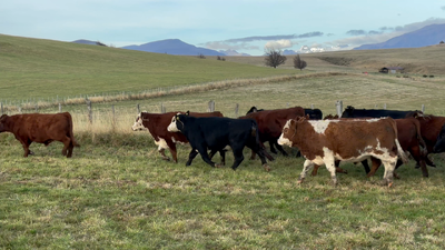 Lote 52 Novillo Engorda en XI Región Aysén, Coyhaique