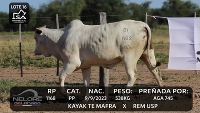 Lote LOTE 16