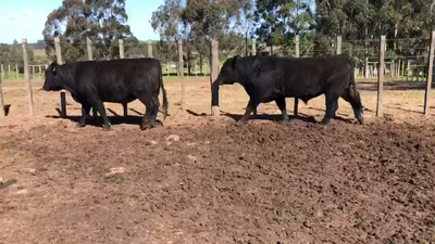 Lote 2 Toros AA 500kg -  en Coronilla