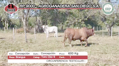 Lote Toros NELORE 600kg -  en CONCEPCION