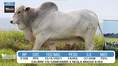 Lote LOTE 2