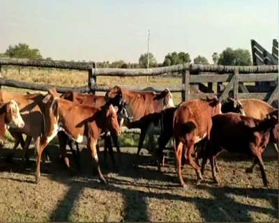 Lote DESMAMANTES HEMBRAS