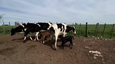 Lote 6 Piezas de cría Holando 450kg -  en Carreton