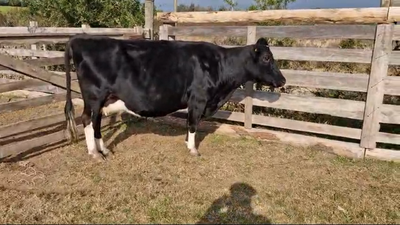 Lote Vacas de Invernada Holando 500kg -  en Juan Soler