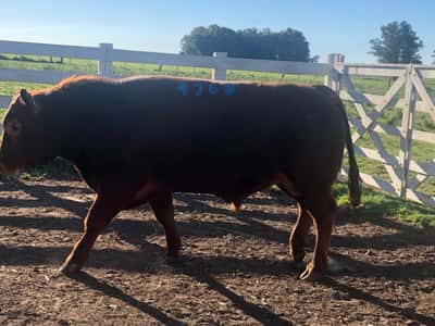 Lote LOTE 12