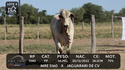 Lote LOTE 4