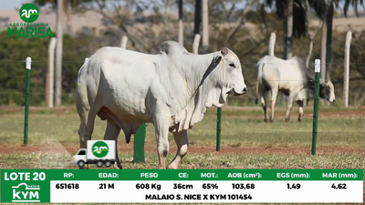 Lote Lote 20