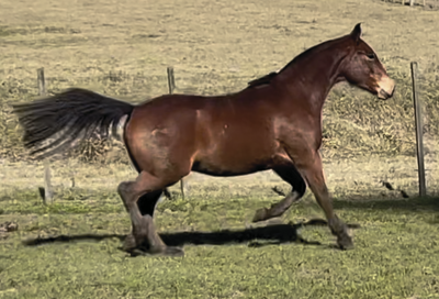 Lote PAULISTA ESTRIBO