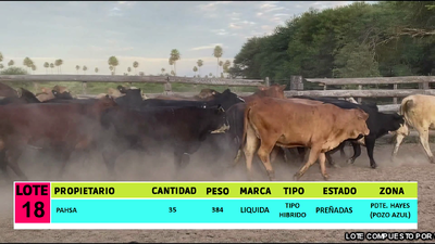 Lote LOTE 18 - 35 VAQUILLAS PREÑADAS CBO 0