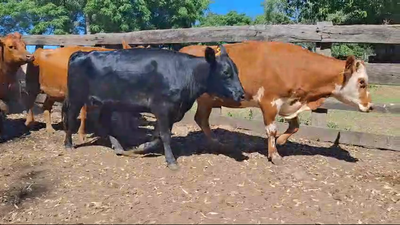 Lote 9 Vaquillonas preñadas RAZAS CARNICERAS 405kg -  en BALTASAR BRUM