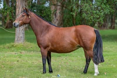 Lote JAGUEL UGANDA
