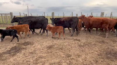 Lote 62 Piezas de cría en Costas de Ayala, Treinta y Tres