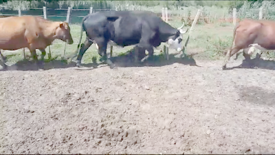 Lote 36 Vacas de invernar en Entre Ríos, Villaguay
