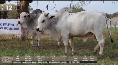 Lote LOTE 12